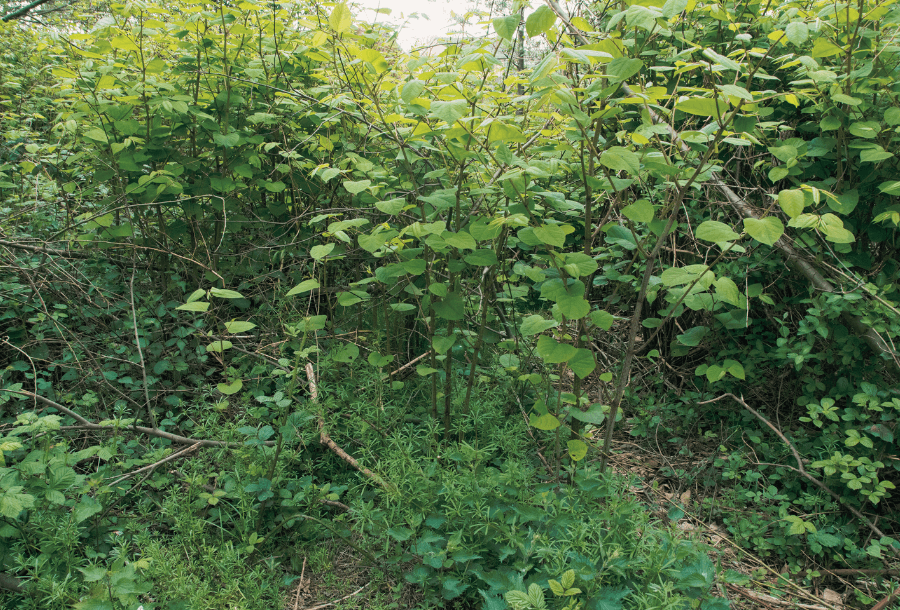 Unmortgagable - Japanese knotweed