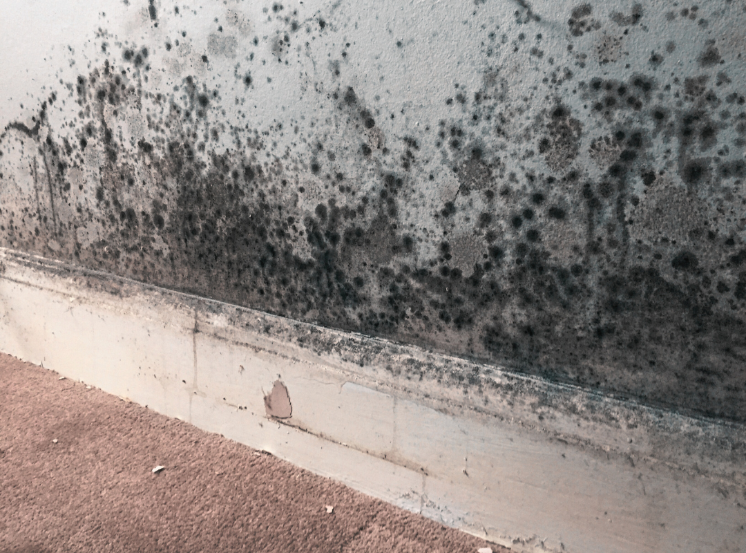 Selling Your Home for Cash - damp walls
