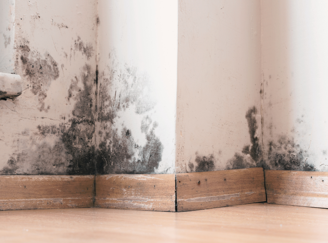 House in Poor Condition - damp walls